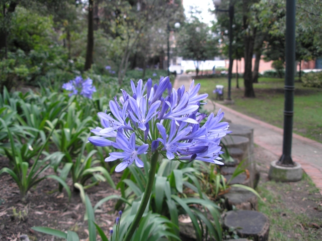 bogota